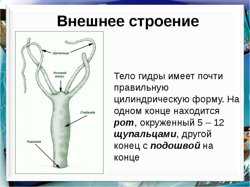 Что такое кракен плейс